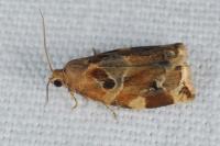 Archips xylosteana