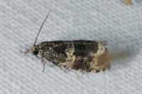 Celypha lacunana
