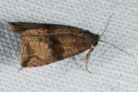 Celypha striana