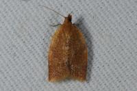 Clepsis consimilana