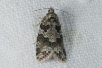 Cnephasia