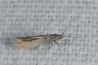 Coleophora