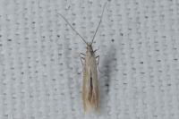 Coleophora