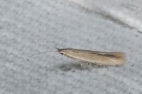 Coleophora