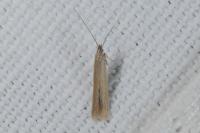 Coleophora
