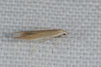 Coleophora