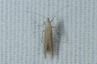 Coleophora