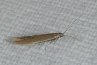 Coleophora