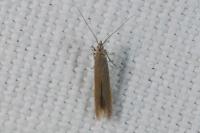 Coleophora