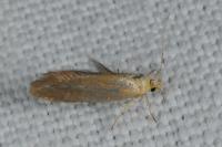 Crassa tinctella