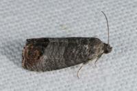 Cydia pomonella