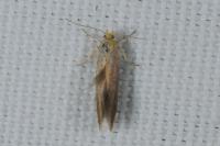 Crassa tinctella