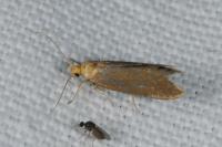 Crassa tinctella