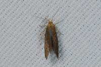 Crassa tinctella