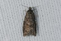 Cnephasia