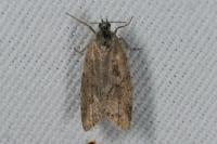 Cnephasia