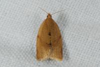 Clepsis consimilana