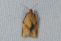 Clepsis consimilana