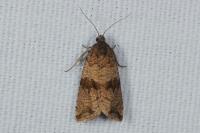 Celypha striana