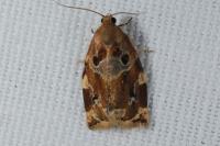 Archips xylosteana