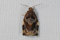 Archips xylosteana