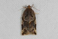 Archips xylosteana