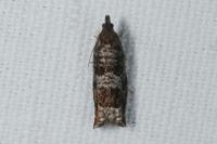 Ancylis achatana