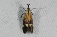 Alabonia geoffrella