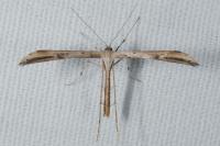 Emmelina monodactyla