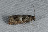 Epiblema costipunctana