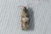 Epiblema costipunctana