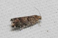 Epinotia nanana