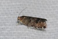 Epinotia nanana