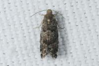 Epinotia nanana