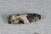 Gypsonoma sociana