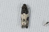 Gypsonoma sociana