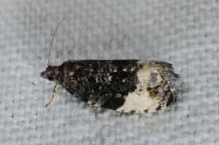 Hedya pruniana