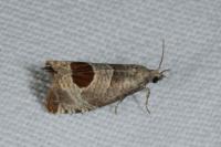 Notocelia uddmanniana