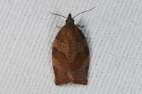 Pandemis heparana