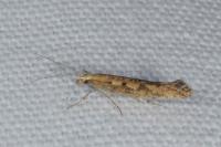 Plutella xylostella