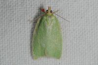 Tortrix viridana