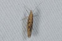Plutella xylostella