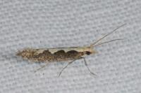Plutella xylostella