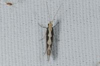 Plutella xylostella