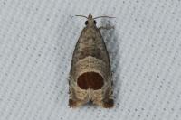 Notocelia uddmanniana