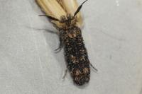 Ochsenheimeria taurella