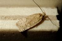 Agonopterix assimilella
