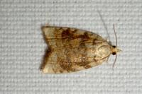 Aleimma loeflingiana