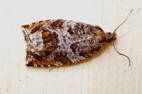 Ancylis achatana