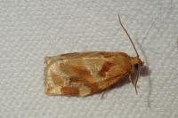 Archips xylosteana